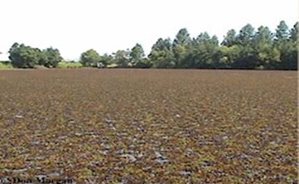 Giant Salvinia Infesting a Pond