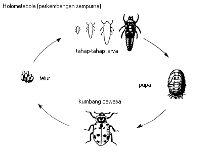 Serangga dan lingkungan